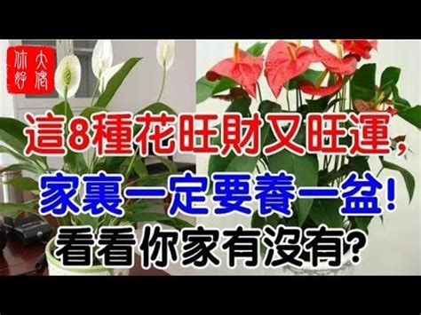 水種紅掌風水